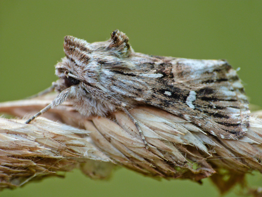 Calophasia lunula - gyújtoványfű-apróbagoly