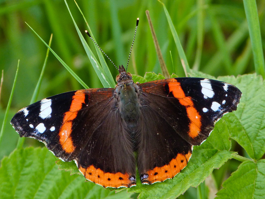 Vanessa atalanta - atalantalepke
