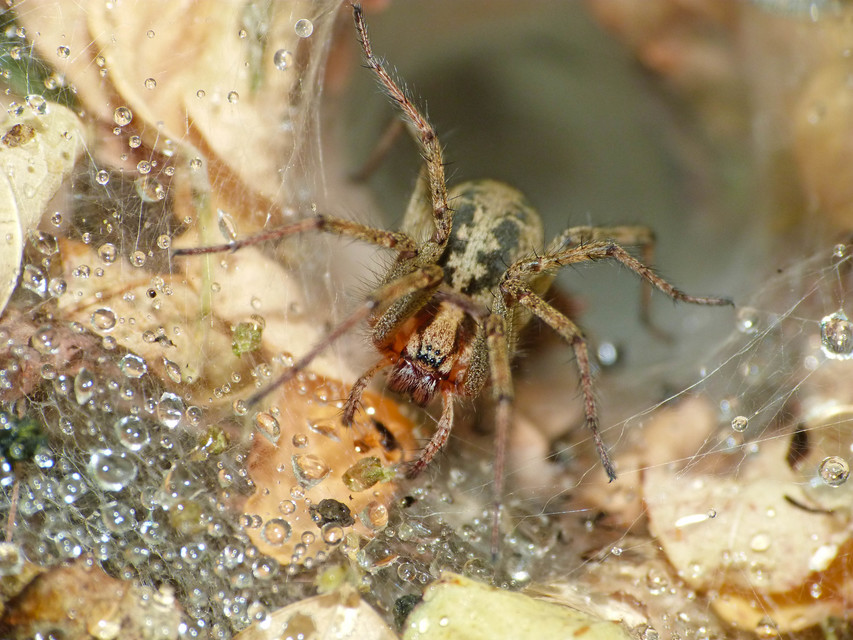 Agelena labyrinthica - illó tölcsérpók
