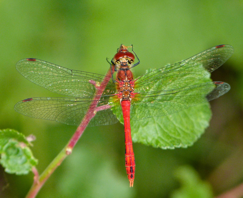 Sympetrum sanguineum - vörös katona-szitakötő