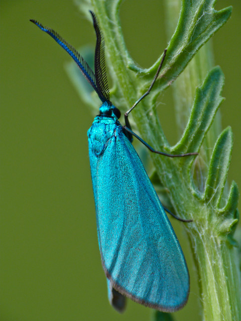 Procridinae