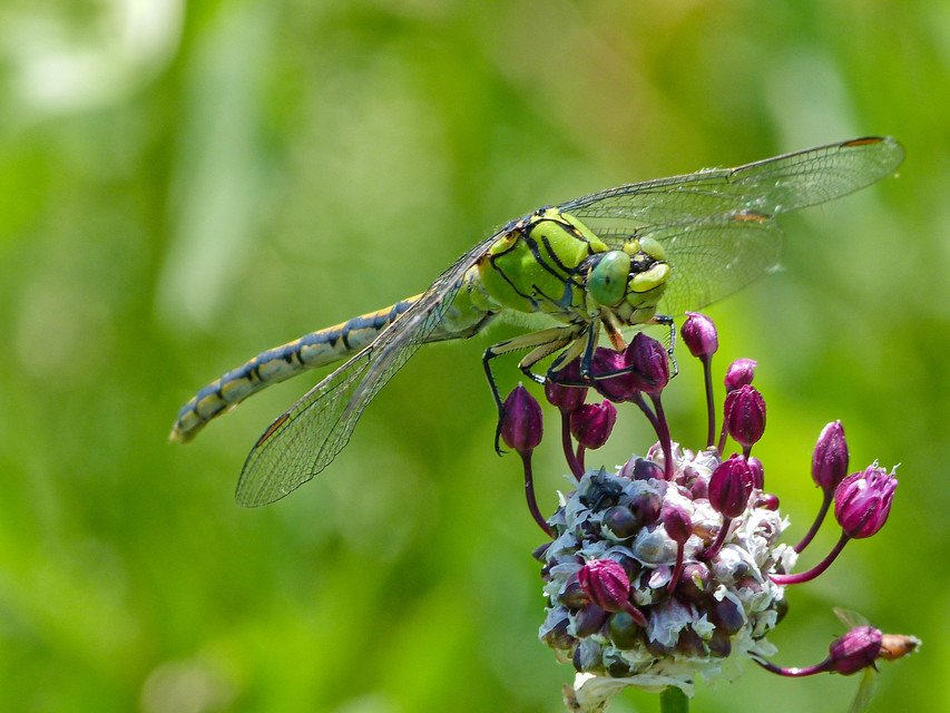 Ophiogomphus cecilia - zöld folyami-szitakötő