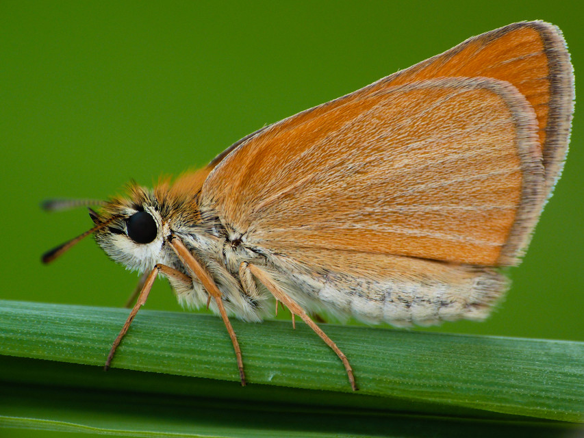 Thymelicus lineola - vonalas busalepke