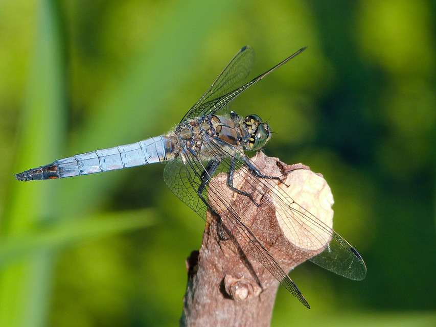 Orthetrum cancellatum - feketefarkú pásztorszitakötő