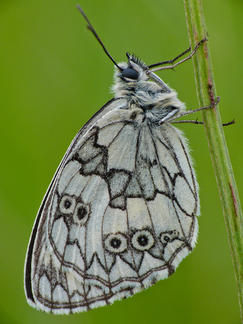 Melanargia galathea - sakktáblalepke
