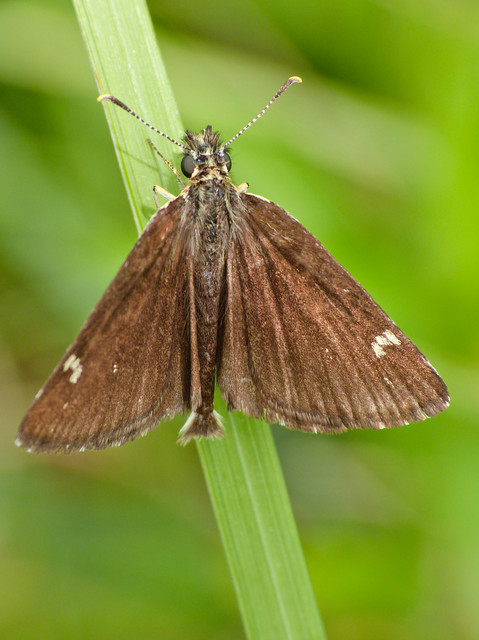 Heteropterus morpheus - tükrös busalepke