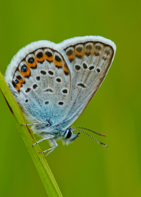 Plebejus argus - ezüstös boglárka