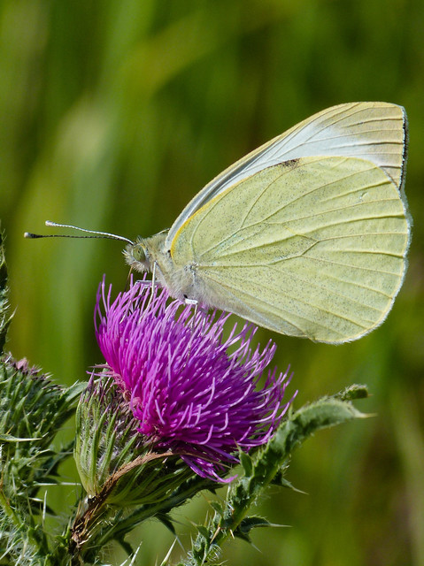 Pieris brassicae - káposztalepke