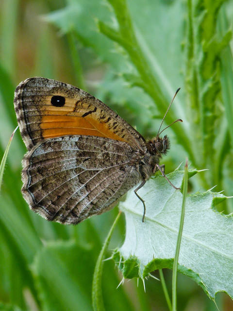 Arethusana arethusa - közönséges szemeslepke