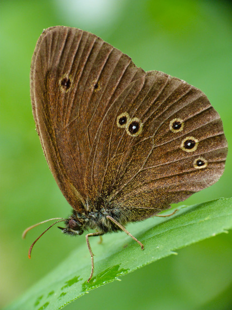 Aphantopus hyperanthus - közönséges ökörszemlepke