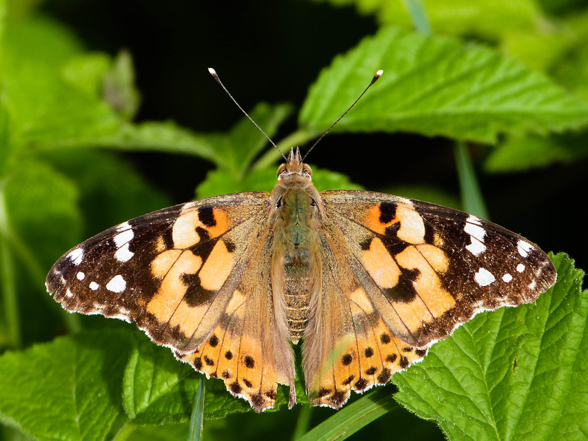 Vanessa cardui - bogáncslepke