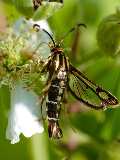 Pyropteron triannuliforme - sóskaszitkár