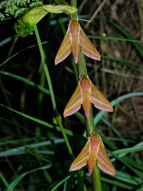 Deilephila elpenor - szőlőszender