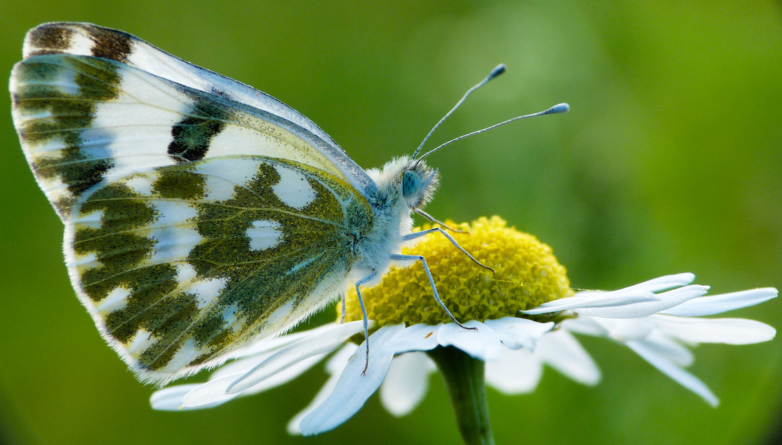 Pontia edusa - rezedalepke