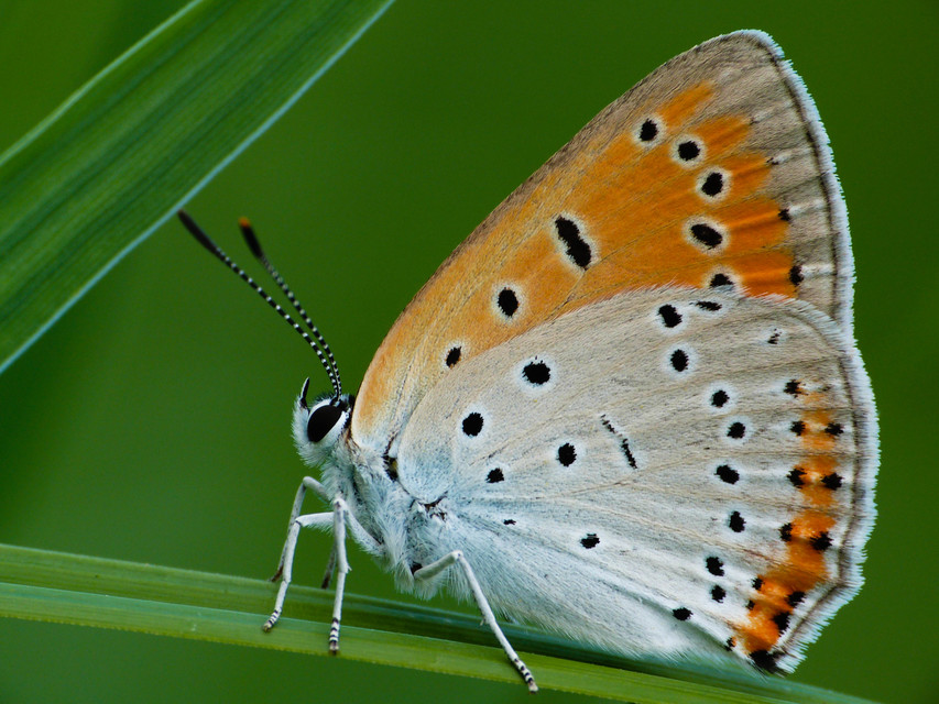 Lycaena dispar rutilus - nagy tűzlepke