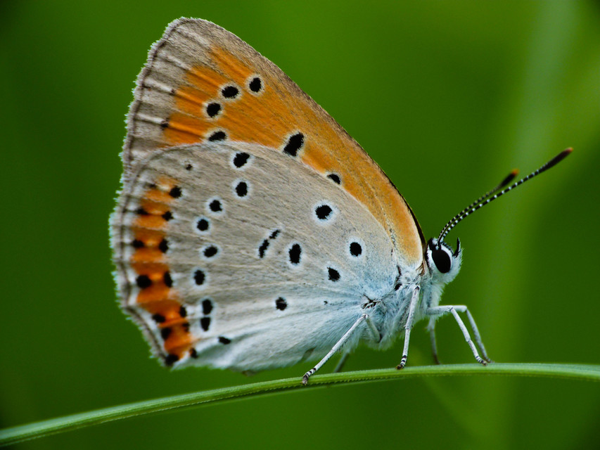 Lycaena dispar rutilus - nagy tűzlepke