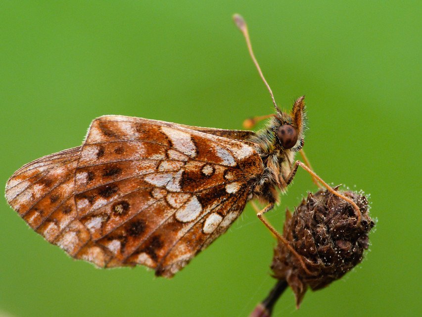 Boloria dia - kis gyöngyházlepke