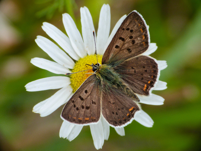 Lycaena tityrus - barna tűzlepke