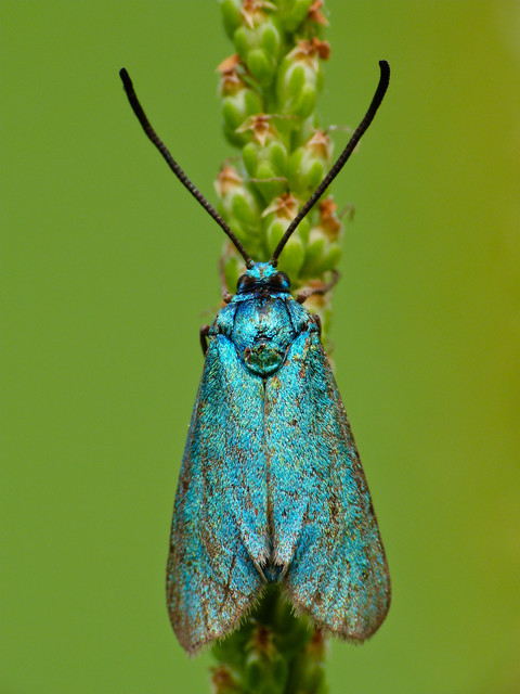 Procridinae