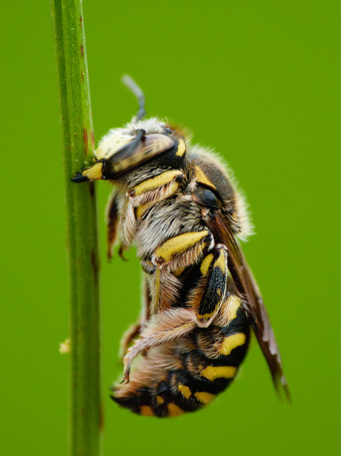 Anthidium
