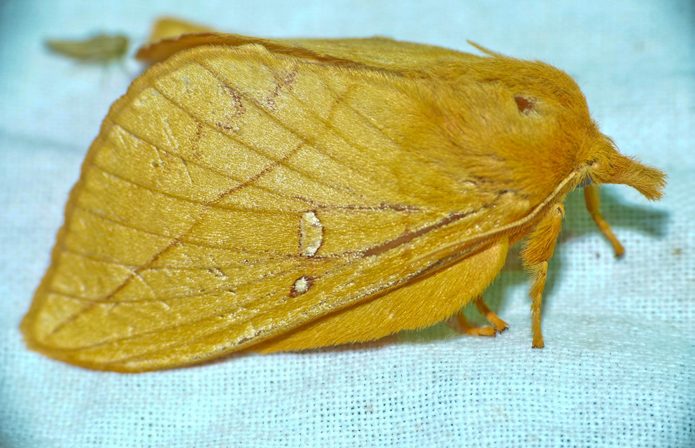 Euthrix potatoria - szomjas pohók
