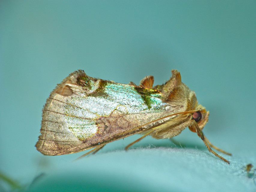 Diachrysia zosimi - nemes aranybagoly