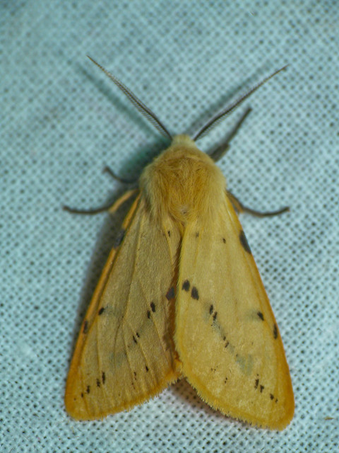 Spilarctia lutea - sárgás medvelepke