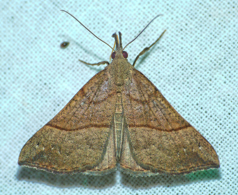 Hypena proboscidalis - ormányos karcsúbagoly