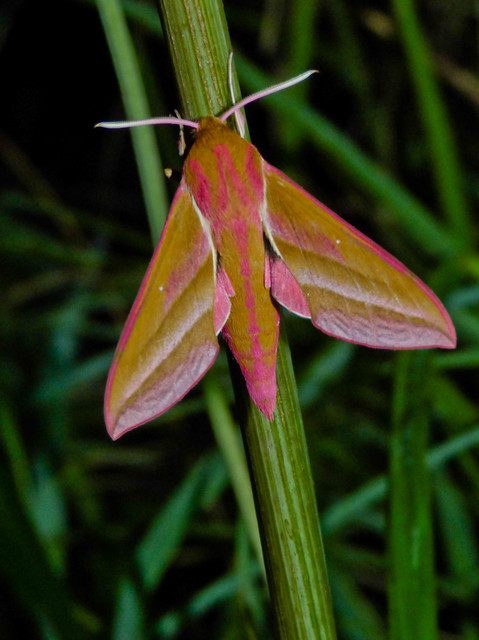 Deilephila elpenor - szőlőszender