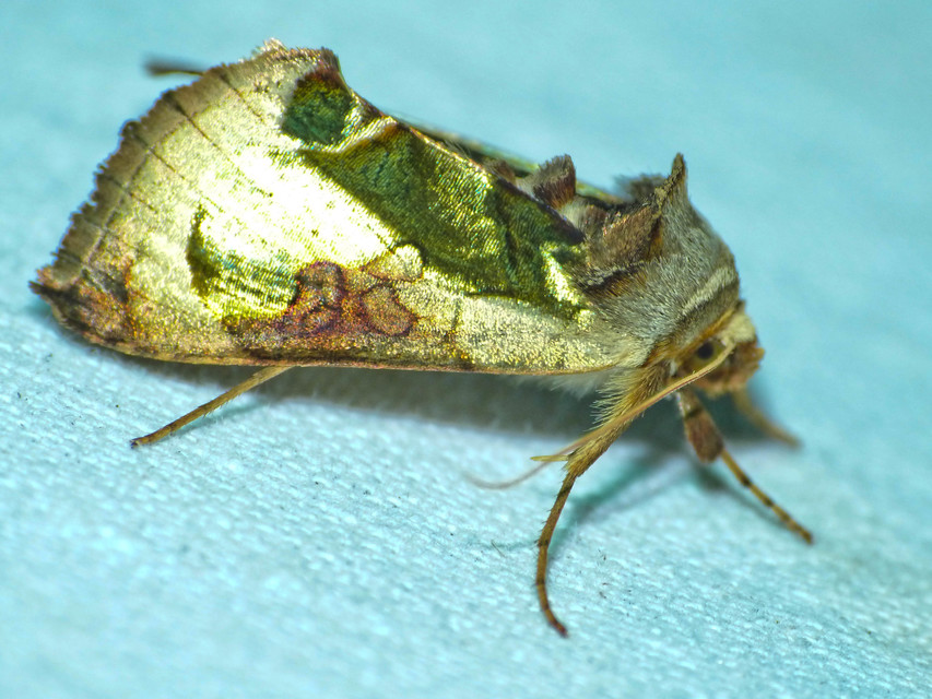 Diachrysia zosimi - nemes aranybagoly