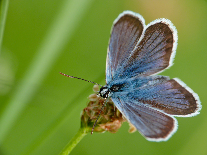 Plebejus argus - ezüstös boglárka