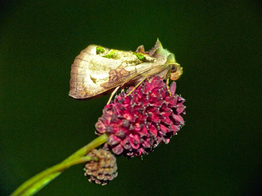 Diachrysia zosimi - nemes aranybagoly