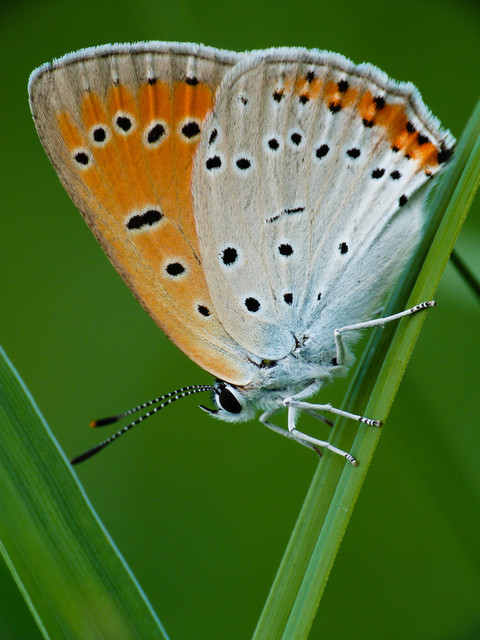 Lycaena dispar rutilus - nagy tűzlepke
