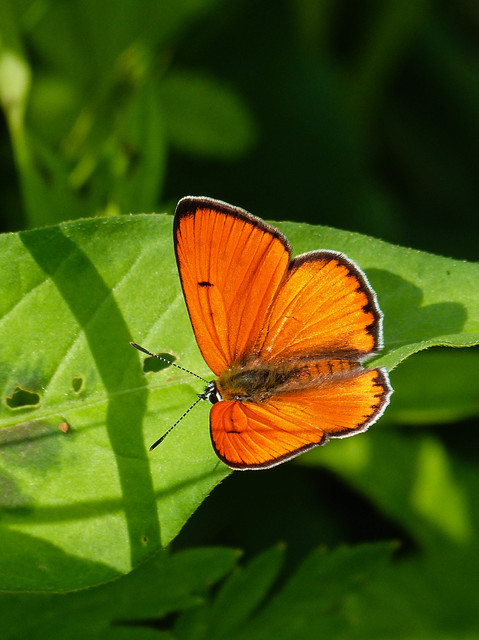 Lycaena dispar rutilus - nagy tűzlepke