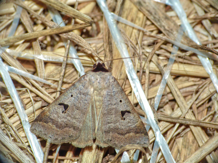 Lygephila pastinum - közönséges csüdfűbagoly