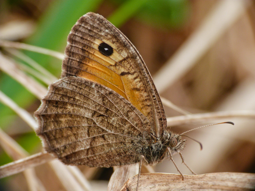 Arethusana arethusa - közönséges szemeslepke