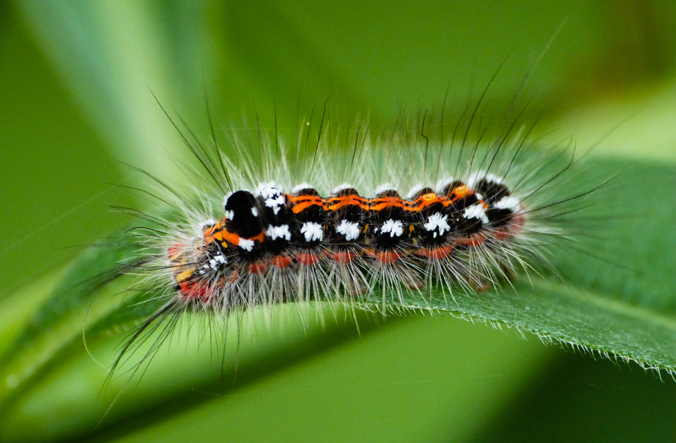 Sphrageidus similis - sárgafarú szövő