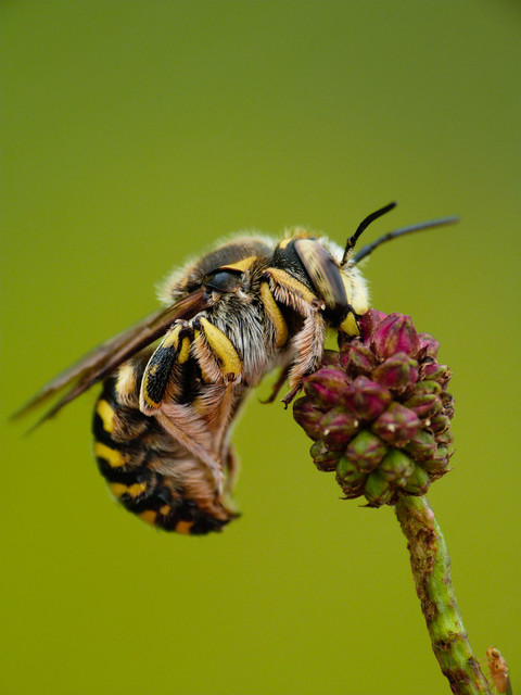 Anthidium