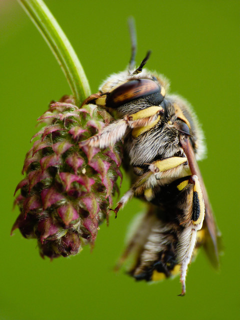 Anthidium