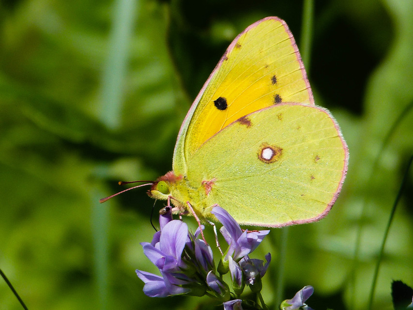 Colias croceus - sáfránylepke