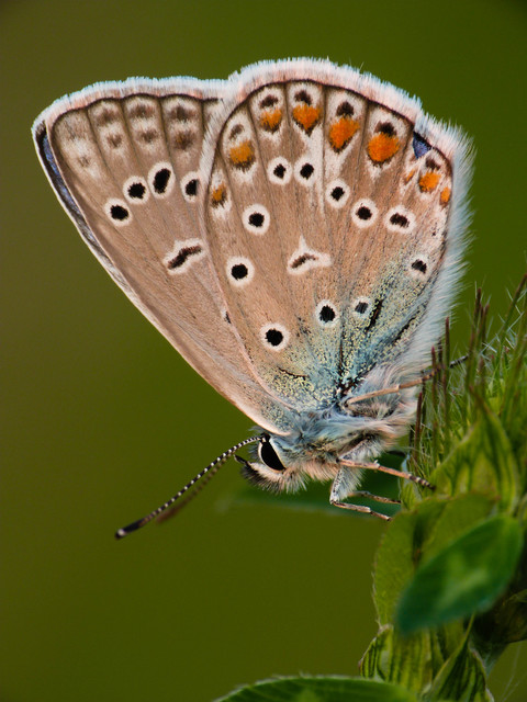 Polyommatus icarus - közönséges boglárka