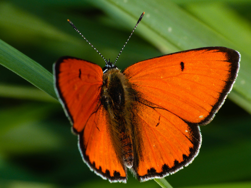 Lycaena dispar rutilus - nagy tűzlepke