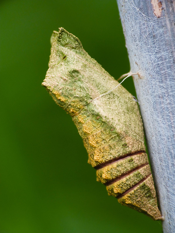 Papilio machaon - fecskefarkú lepke