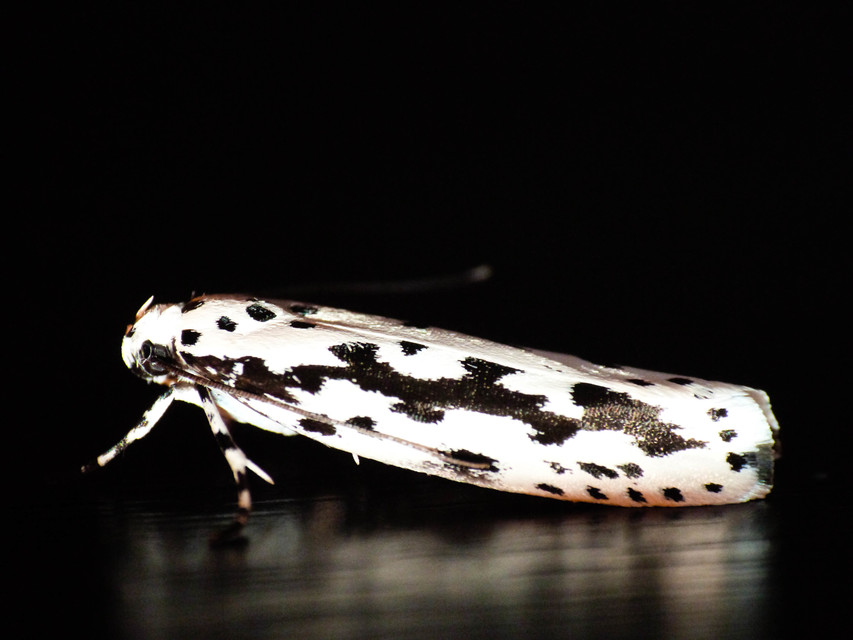 Ethmia