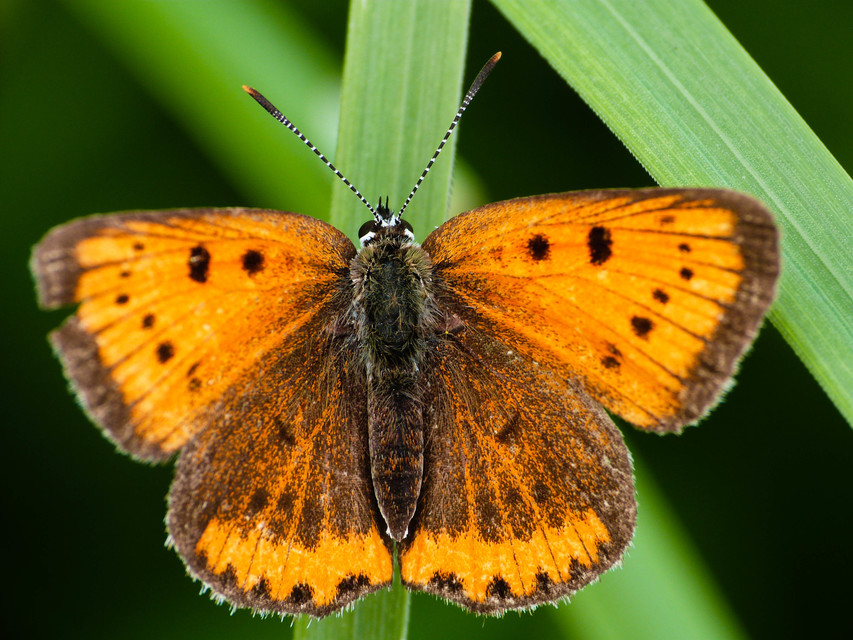 Lycaena dispar rutilus - nagy tűzlepke