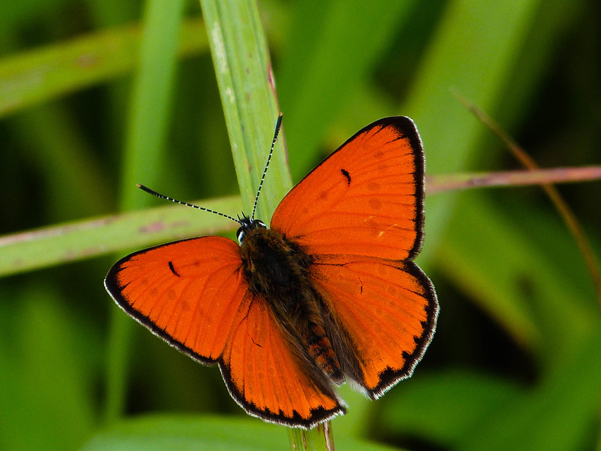 Lycaena dispar rutilus - nagy tűzlepke