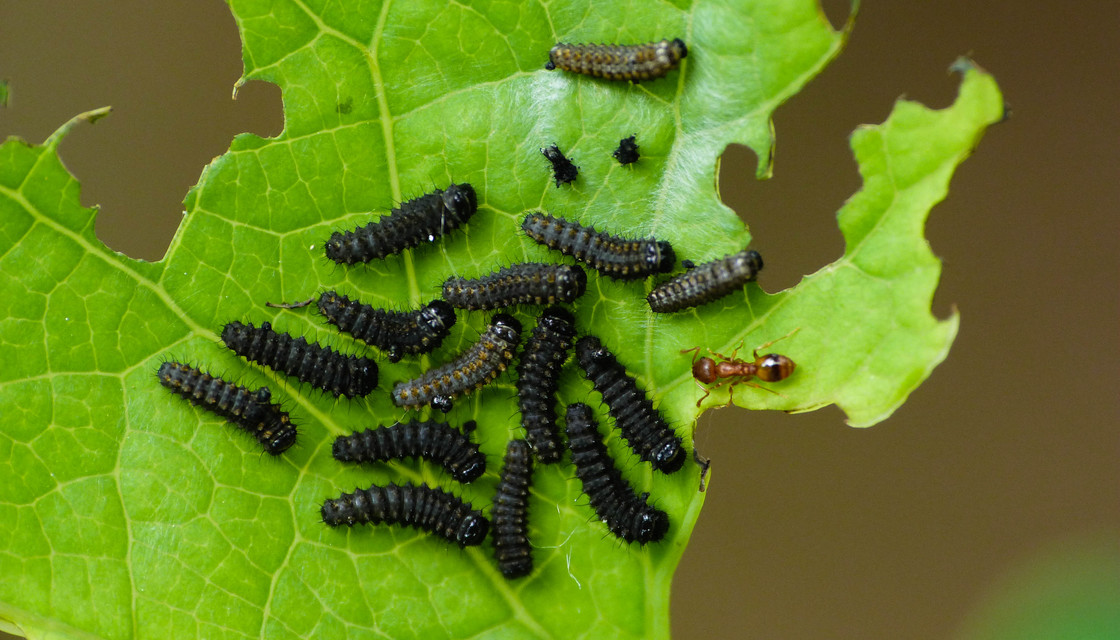 Zerynthia polyxena - farkasalmalepke