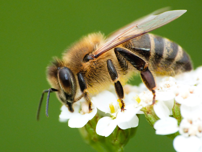 Apis mellifera - háziméh