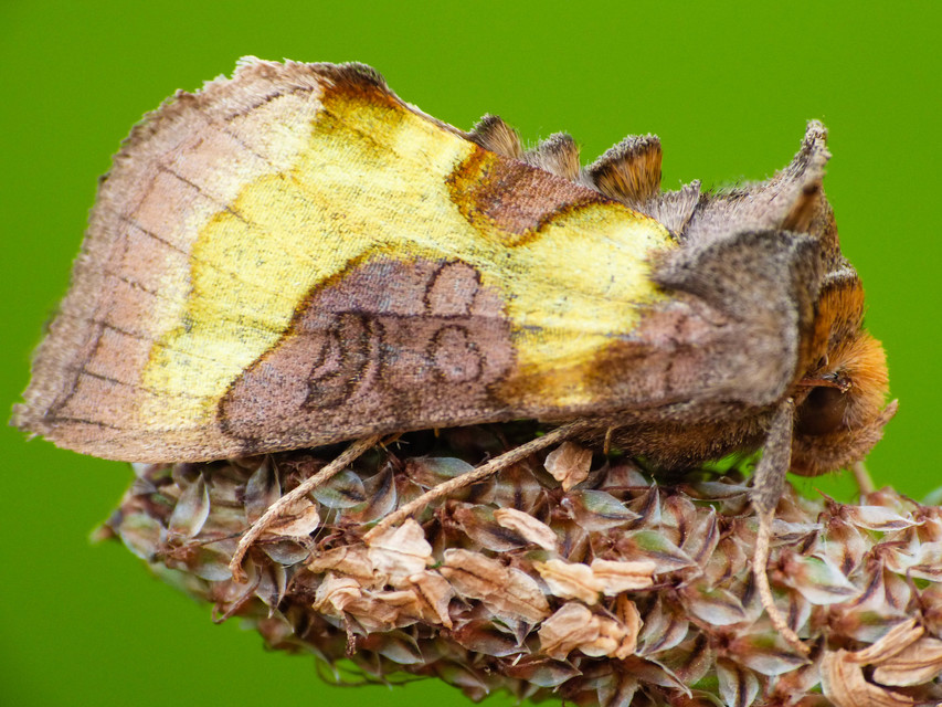 Diachrysia stenochrysis - rejtőző aranybagoly