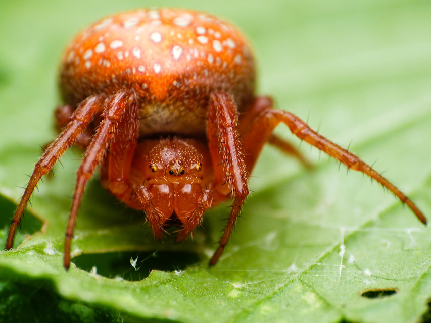 Araneus alsine - hűsölő keresztespók